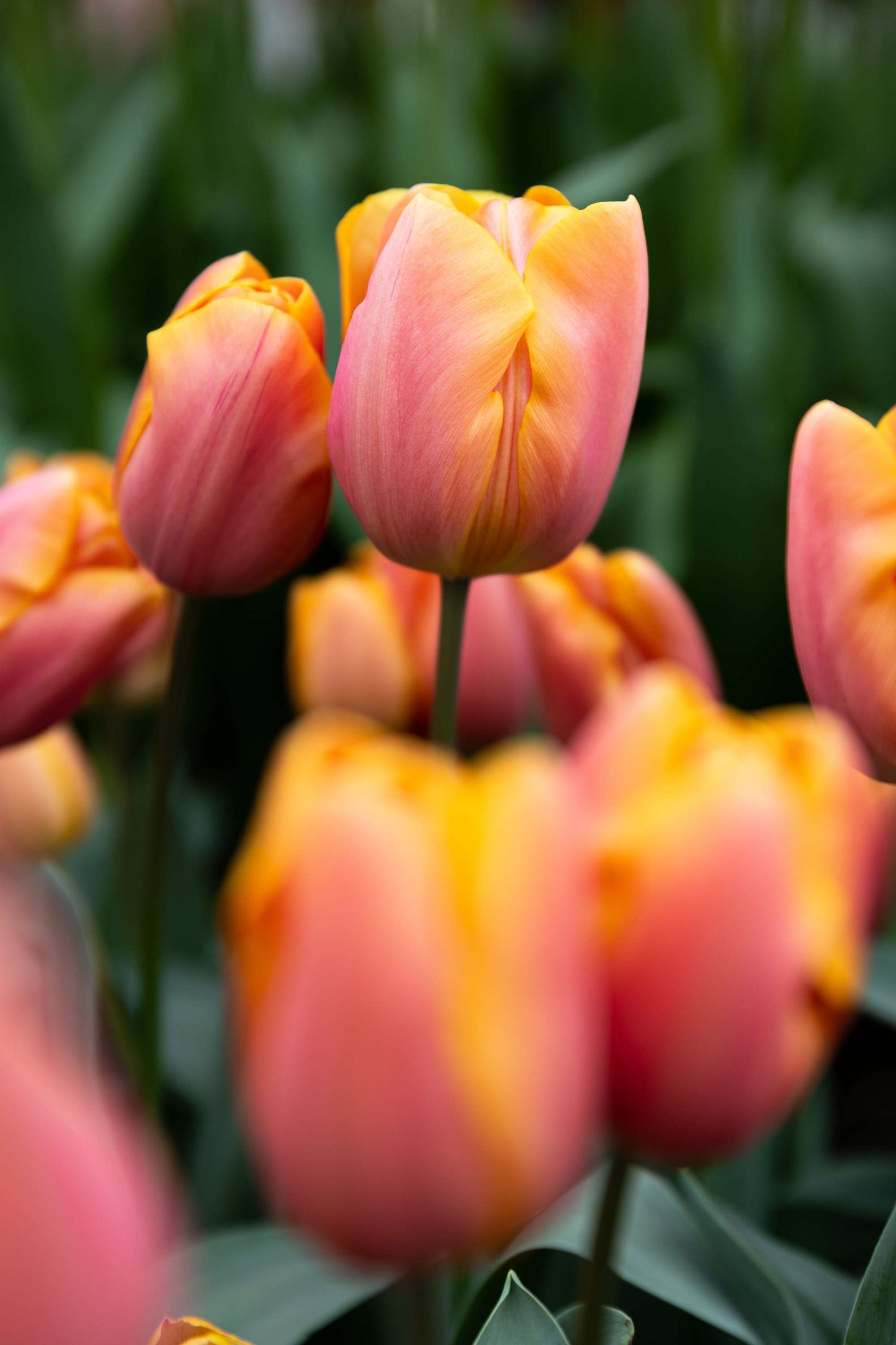 Tulpe 'Jimmy'